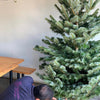 Fresh Green Pine Christmas Trees - Dec 3-6, 2024 Delivery