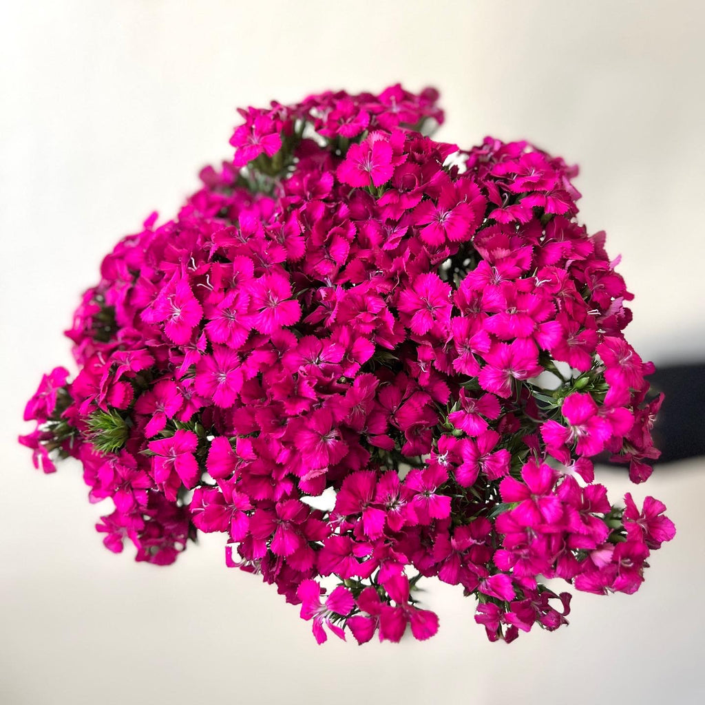 Dark Pink Dianthus  - The Home Edit