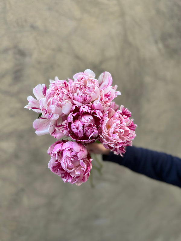 Candy Stripe Peonies - The Home Edit