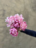 Candy Stripe Peonies - The Home Edit