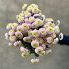 Chrysanthemum Santini Jeanny - The Home Edit