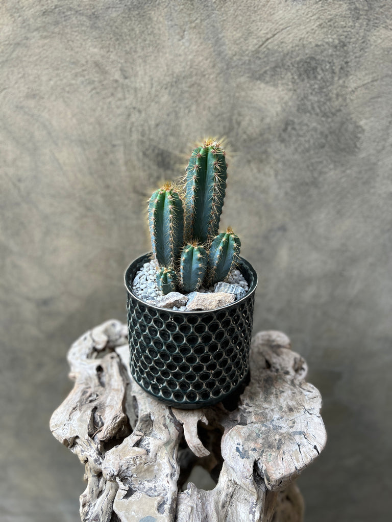 Tree Cactus (Pilosocereus) in Decorative Pot
