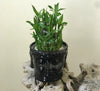 Lucky Bamboo in Decorative Pot