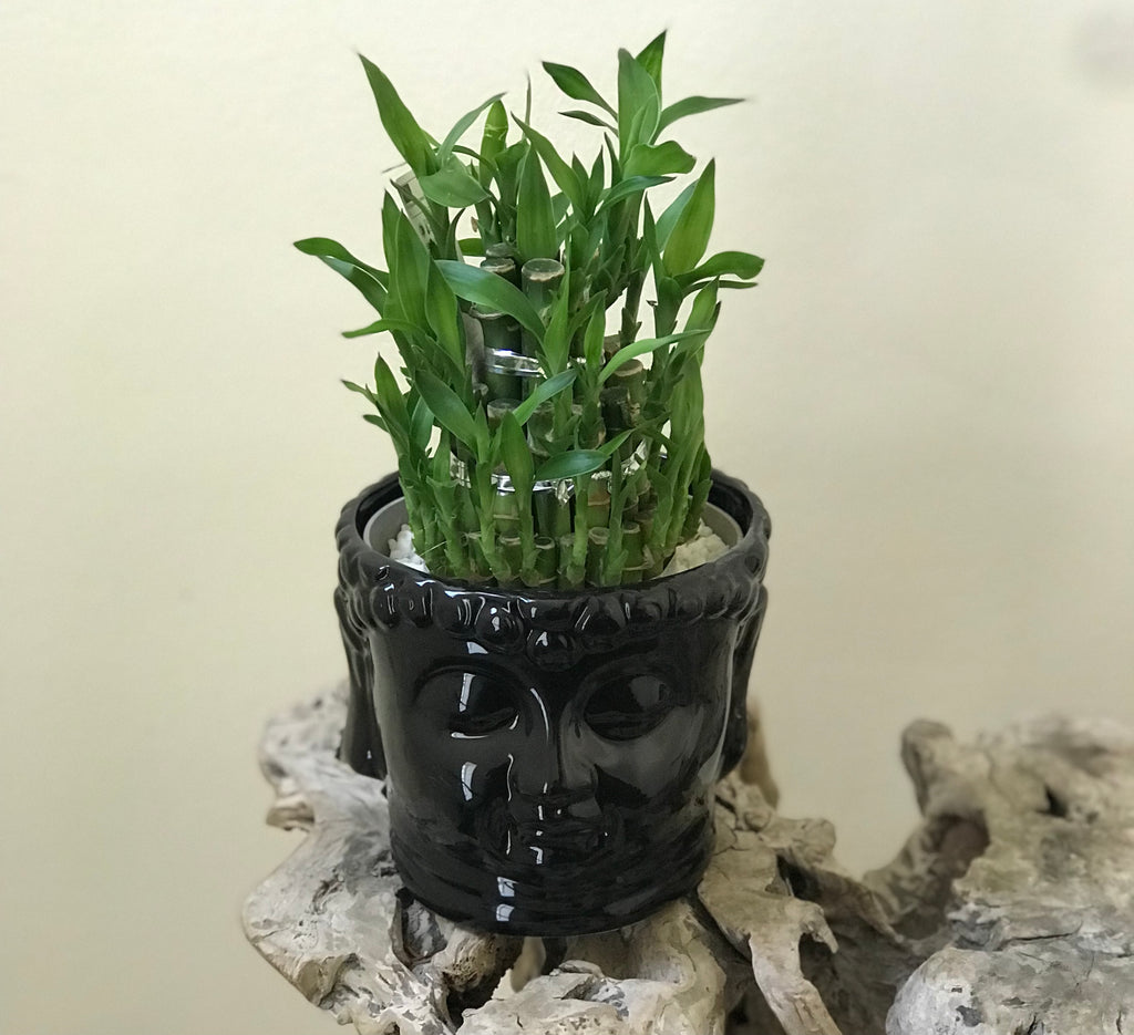 Lucky Bamboo in Decorative Pot