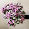 Pink Dianthus  - The Home Edit