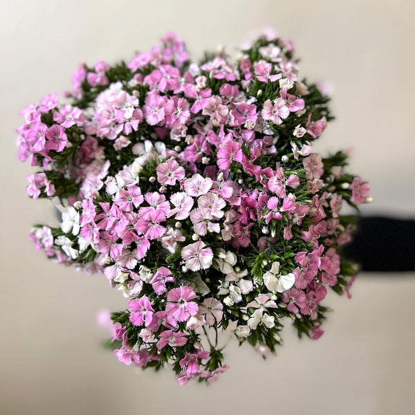 Pink Dianthus  - The Home Edit