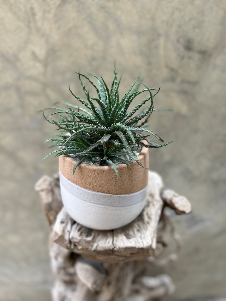 Aloe 'Humilis' in Glazed Wave Pot