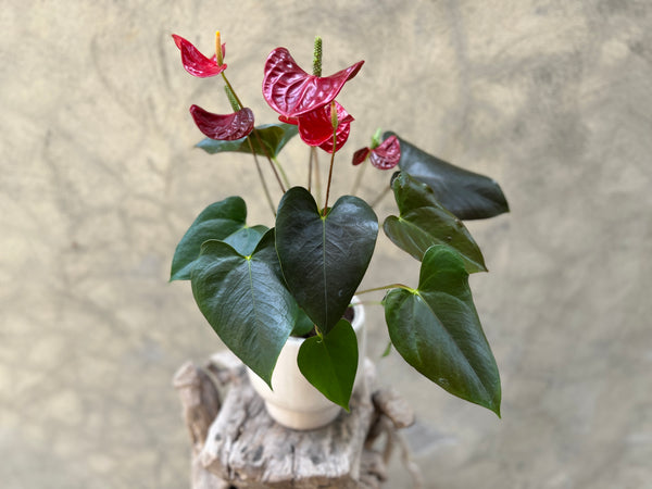 Jewel Red Anthurium in Creamy Glossy Pot