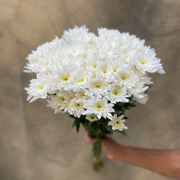 Chrysanthemums Spray White - The Home Edit