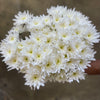 Chrysanthemums Spray White - The Home Edit