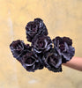 Kale Black Jewel - The Home Edit