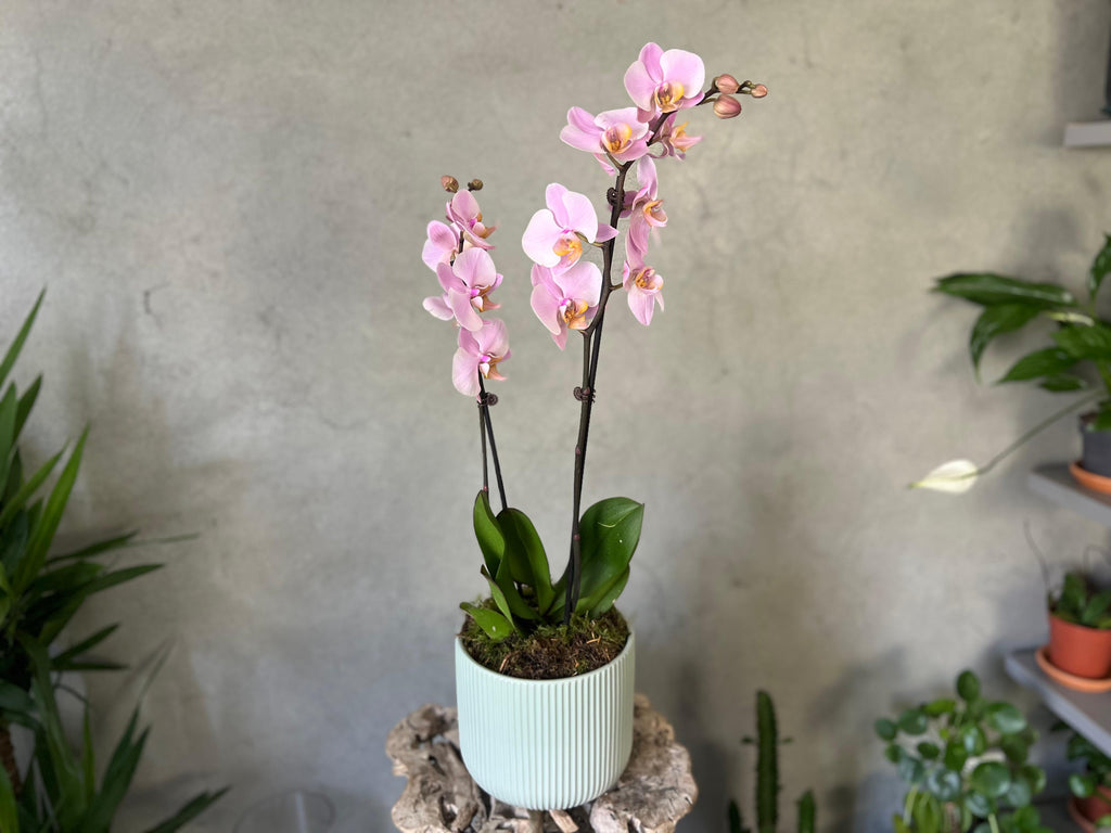 Lilac Blush Orchid Planter in a Medium Ceramic Pot
