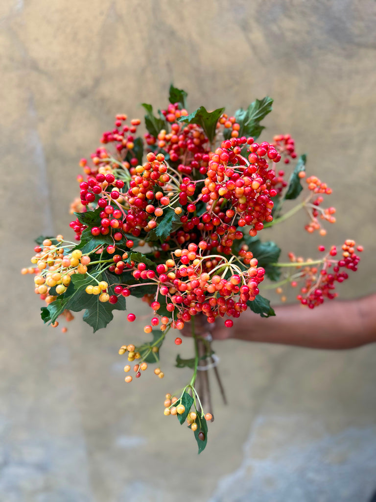 Viburnum Berries - The Home Edit