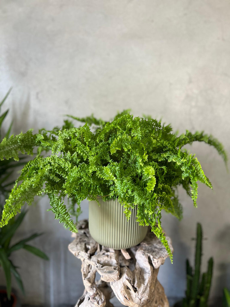 Nephrolepis Exaltata in a Green Pot