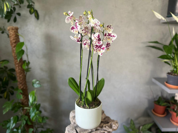 'Spilled Ink' Orchid in a Green Ceramic Pot