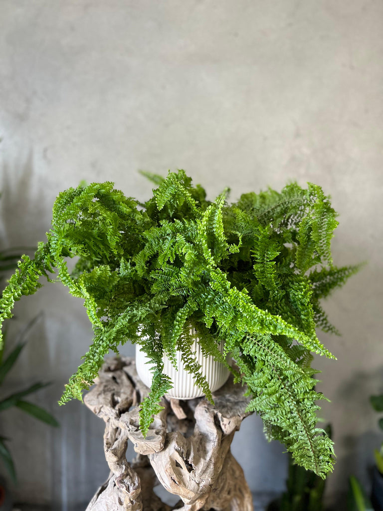 Nephrolepis Exaltata in a Creamy White Pot
