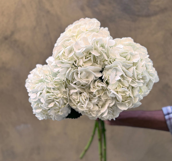 White Hydrangeas - The Home Edit