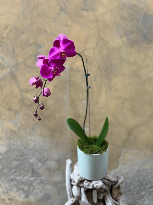 Dark Purple Orchid Planter in a Grayish-Green Pot