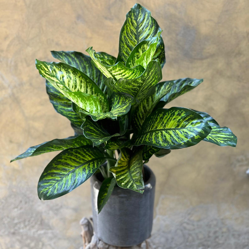 Dieffenbachia Seguine 'Maroba'