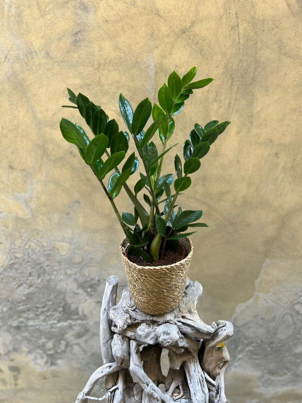Zamioculcas in a Basket