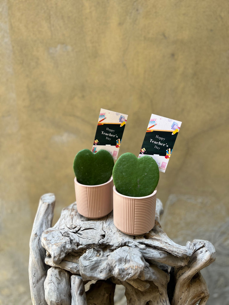 Teacher's Day: Heart Plant Set