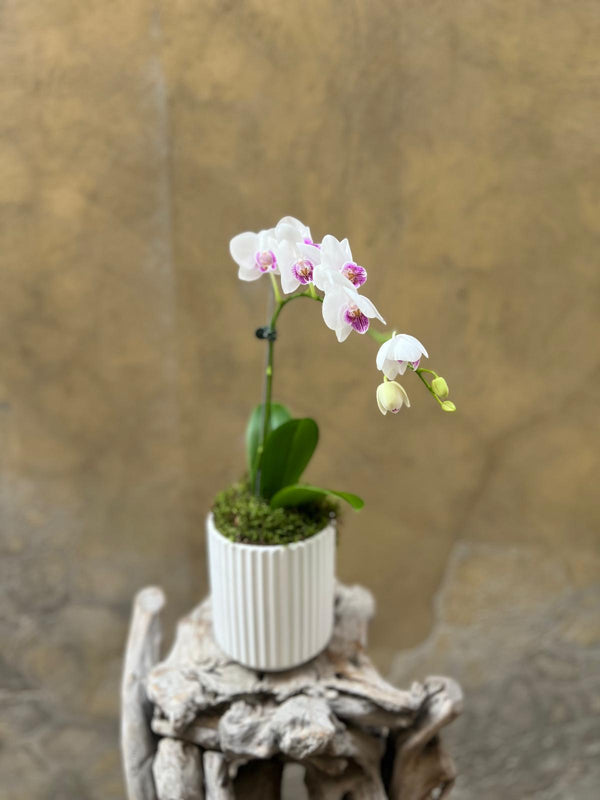 Mini White-Purple Orchid Planter