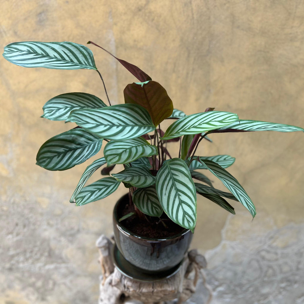 Ctenanthe in a Dark Brown Pot