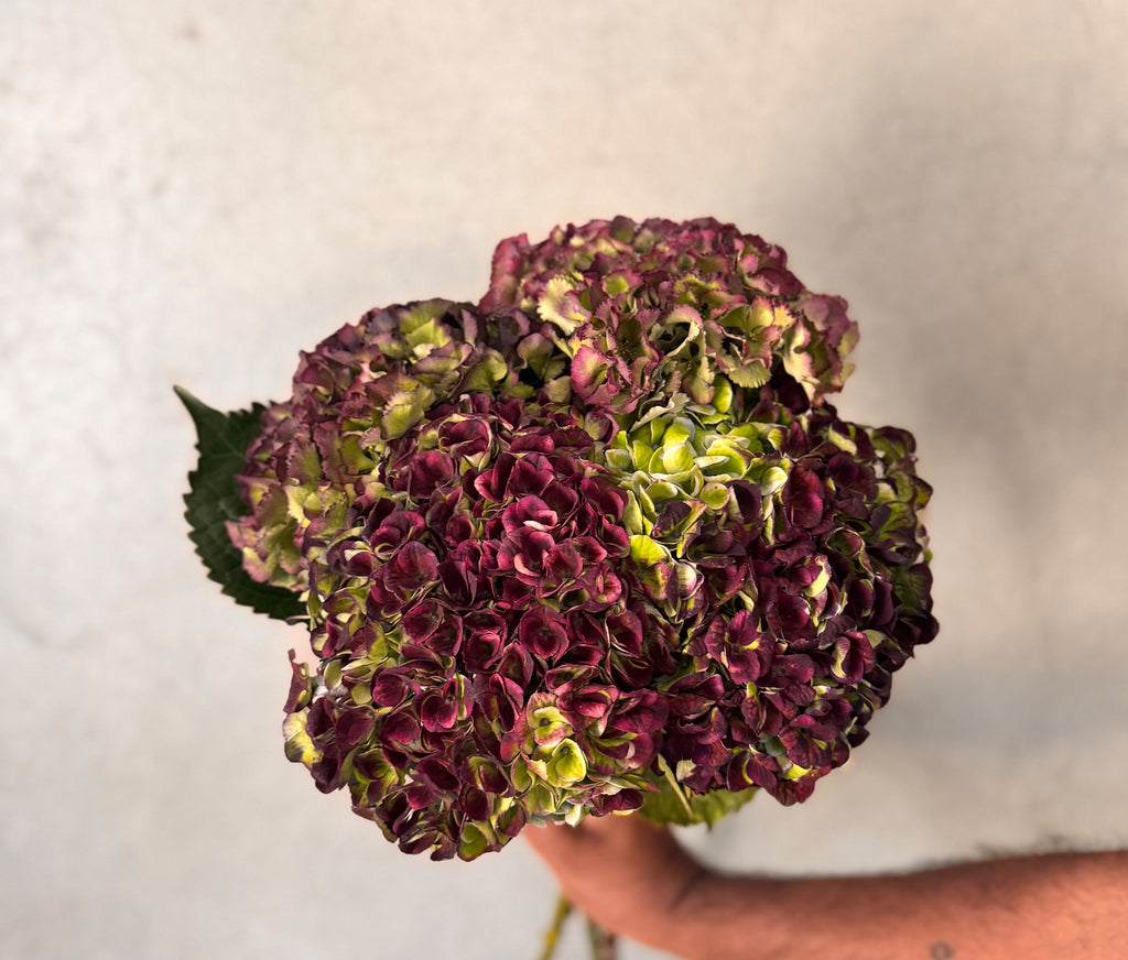 Classic Royal Green/Red Hydrangeas - The Home Edit