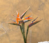 Bird of Paradise - The Home Edit