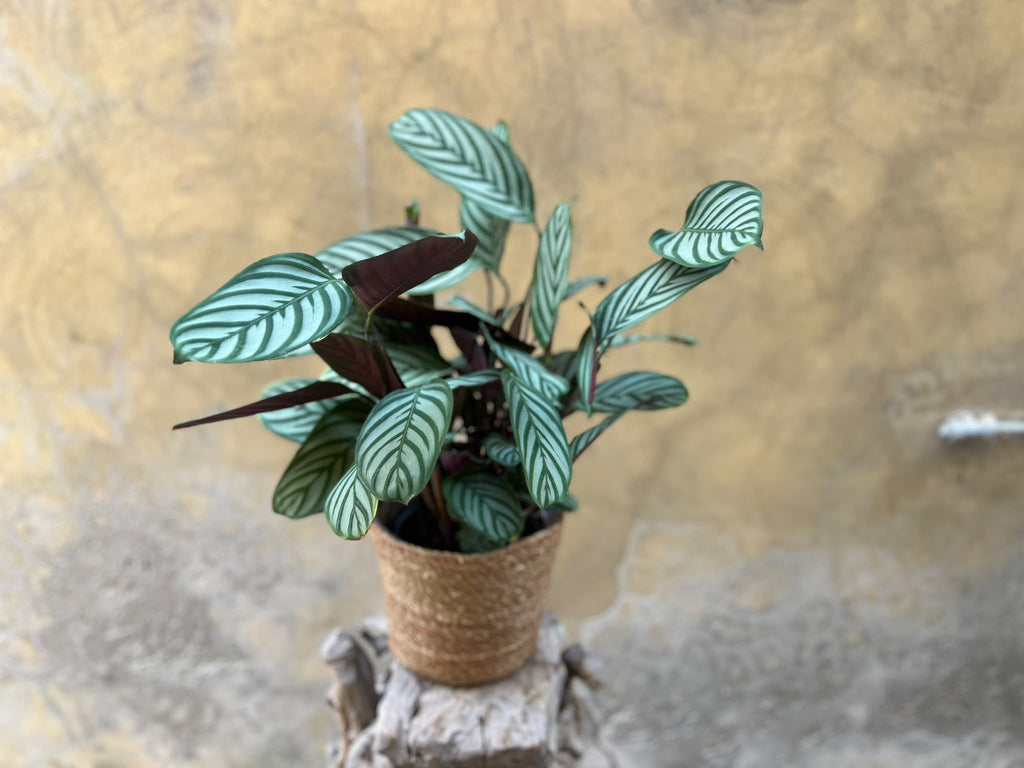 Ctenanthe