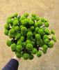 Green Santini