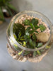 Terrarium Arrangement