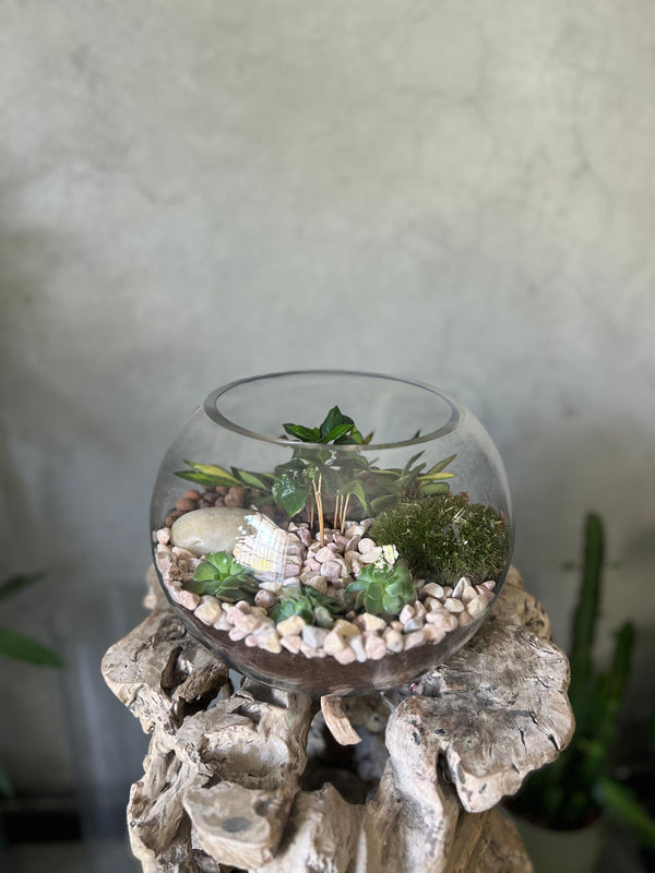 Terrarium Arrangement