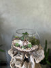 Terrarium Arrangement