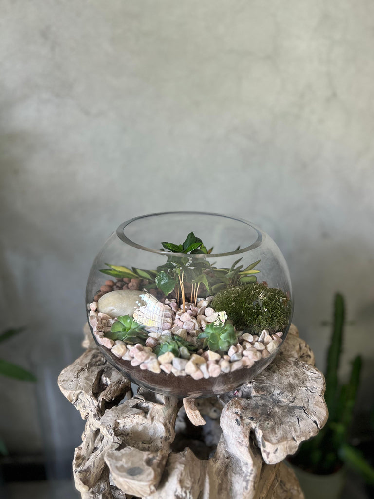 Terrarium Arrangement