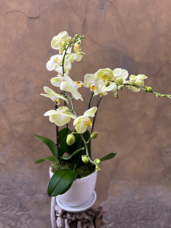 Lime-Yellow Orchid Planter