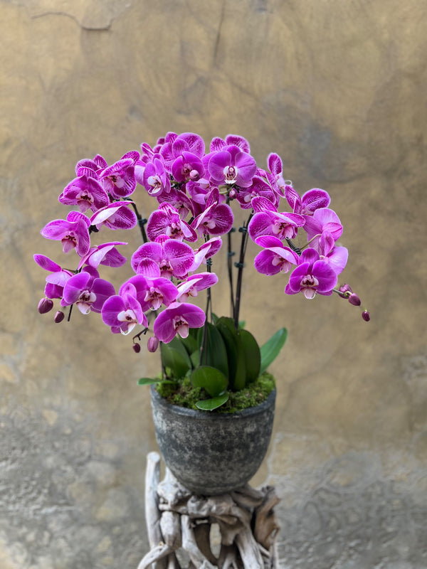 Purple Speckled Orchids Planter