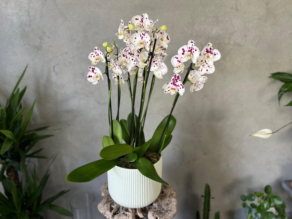 'Spilled Ink' Orchid in a Green Ceramic Pot