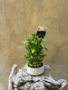 Teacher's Day: Lucky Bamboo