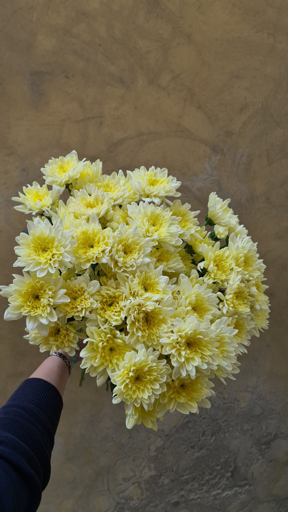 Chrysanthemum Spray Baltica Cream