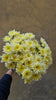 Chrysanthemum Spray Baltica Cream