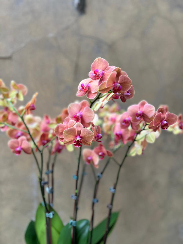 Apricot Orchids Planter in a Clay Pot