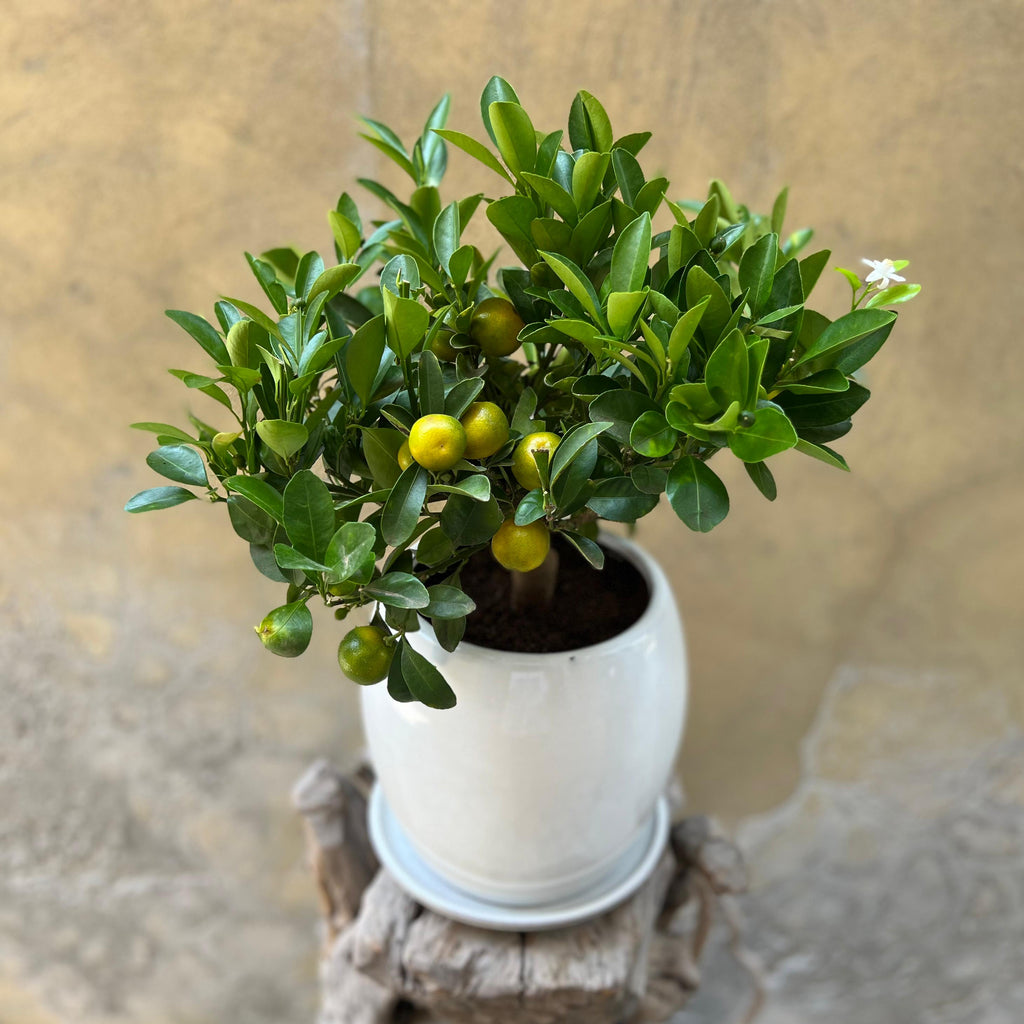 Citrus Calamondin Plant in a White Ceramic Pot