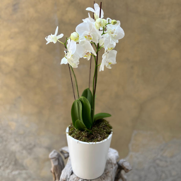 White Orchid Planter