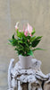 Pink Anthurium