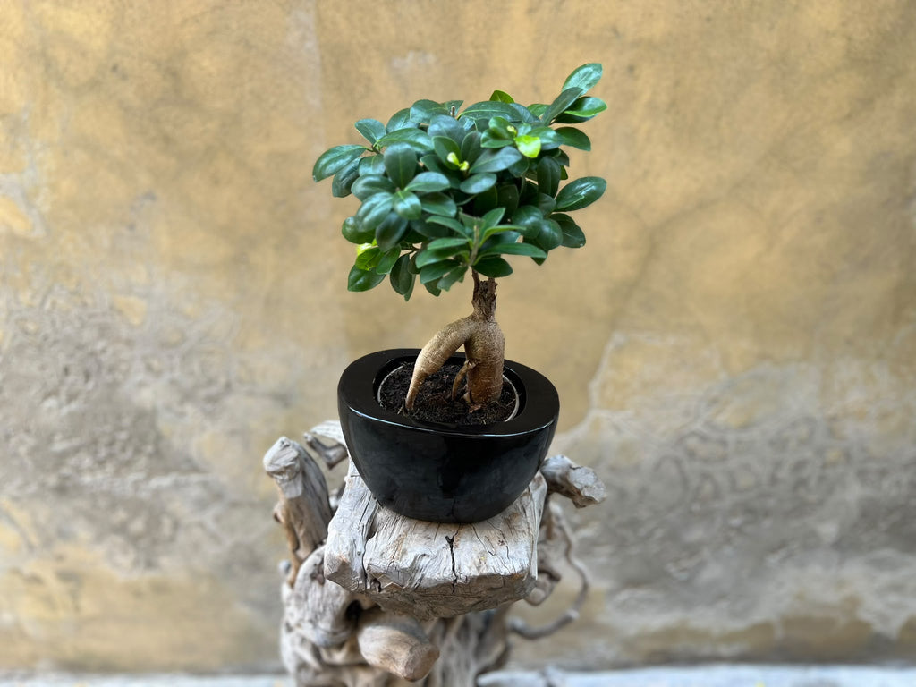 Ficus Ginseng (Bonsai)