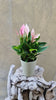 Pink Anthurium