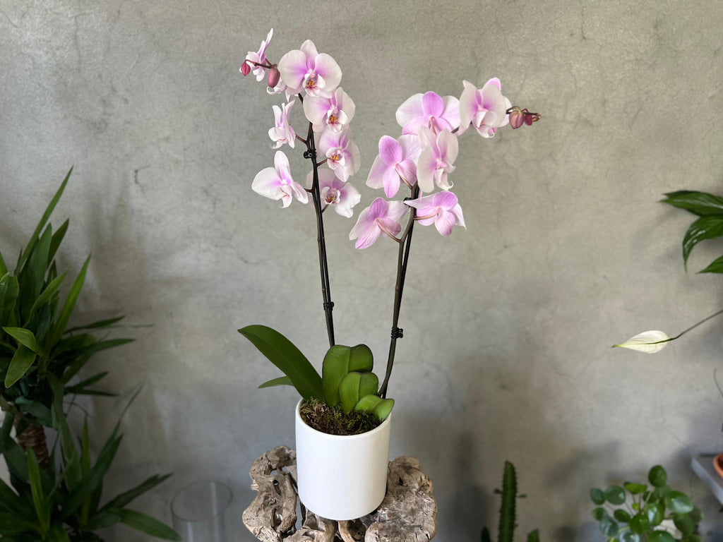 Lilac Blush Orchid Planter in a White Ceramic Pot