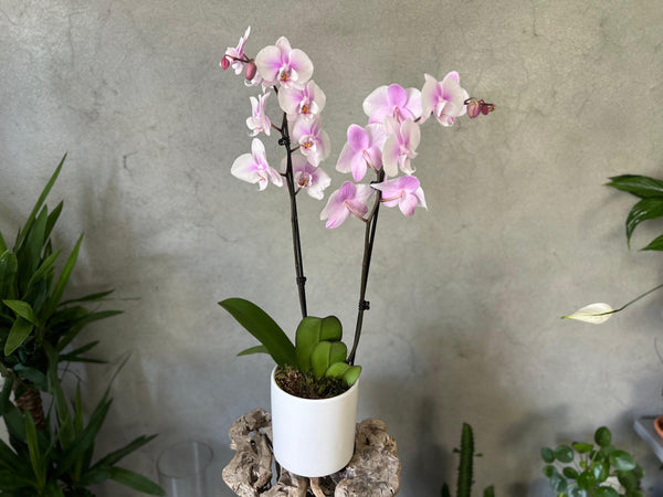 Lilac Blush Orchid Planter in a White Ceramic Pot