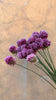 Purple Allium - The Home Edit